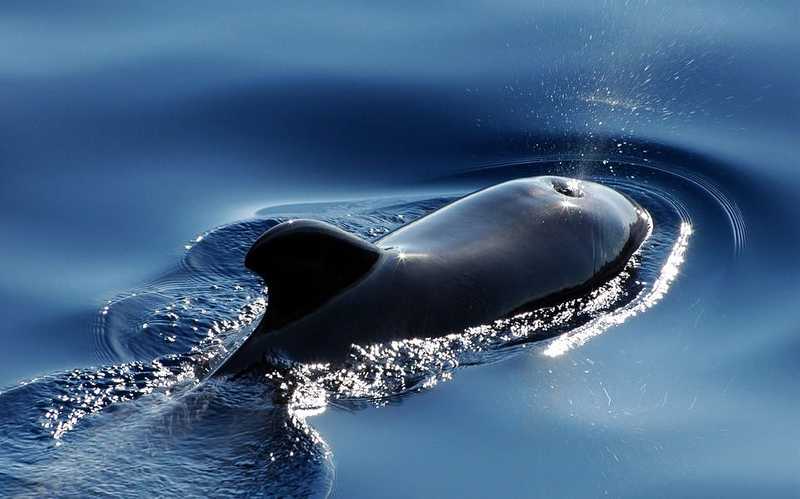 A valaha volt legtöbb gömbölyűfejű-delfin sodródott partra Tasmániánál