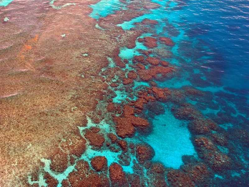 Újabb tömeges korallfehéredés történt Ausztráliánál