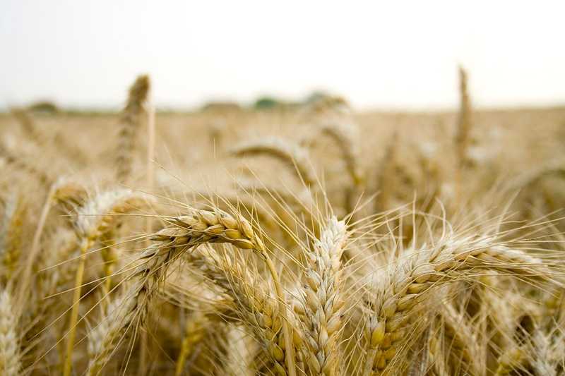 Szlovákia betiltotta az ukrán gabona feldolgozását és felhasználását - Magyarország megtiltja a mezőgazdasági termékek importját