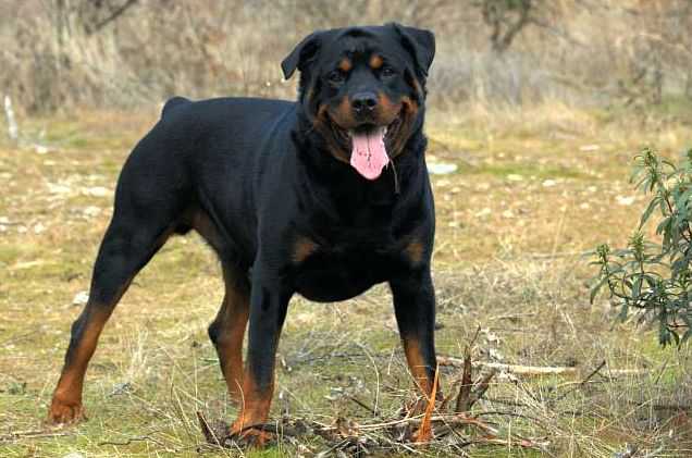 Már jobban van az a kislány, akit egy rottweiler támadott meg