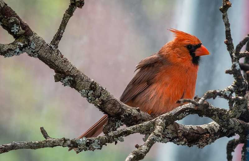 Drasztikusan csökkent a madarak egyedszáma Kanadában és az Egyesült Államokban